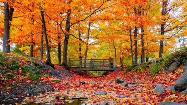 Wallpaper Bridge, Leaves, Wood, Yellow, Below, Autumn, View, Orange, Landscape, Trees