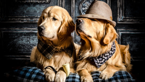 Wallpaper Golden, Cap, Wearing, Dogs, Are, Pillow, Dog, Retriever, Sitting, Two