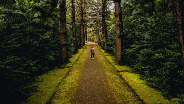Wallpaper Green, Road, Between, Forest, Man, Standing, Alone, Trees