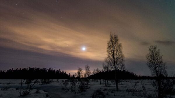 Wallpaper During, Starry, Beautiful, Under, Forest, Trees, Field, Nature, Nighttime, Snow, Sky