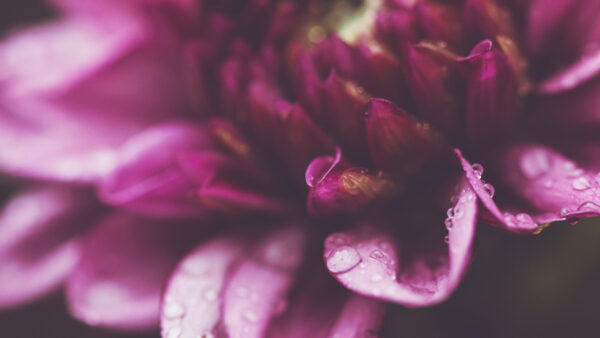 Wallpaper With, Macro, Purple, Drops, Flowers, View, Petals, Closeup, Water