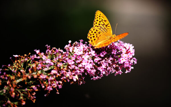 Wallpaper Garden, Butterfly, Botanic