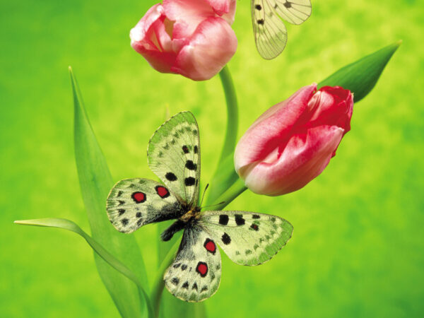 Wallpaper Butterfly, Tulips