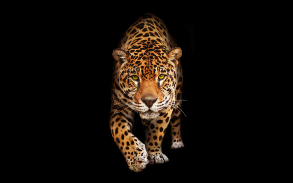 Wallpaper Jaguar, Wild, Cat