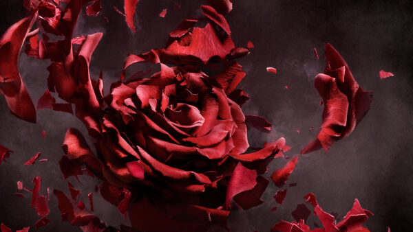 Wallpaper Flower, Rose, Artwork