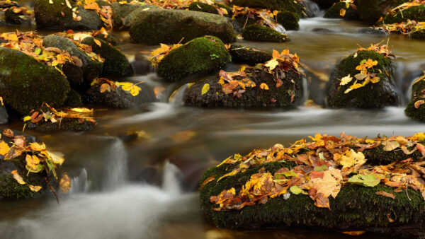 Wallpaper Fall, Rocks, Covered, Dry, Landscape, River, Desktop, Nature, Leaves, Down, Between, With, Mobile, Green