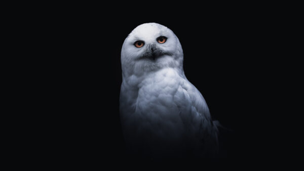 Wallpaper 5k, Pc, Free, Animals, Cool, Desktop, Dual, Android, IPhone, Black, Monitor, Wallpaper, 4k, Owl, Snowy, Images, Background, Mobile, Download, Phone