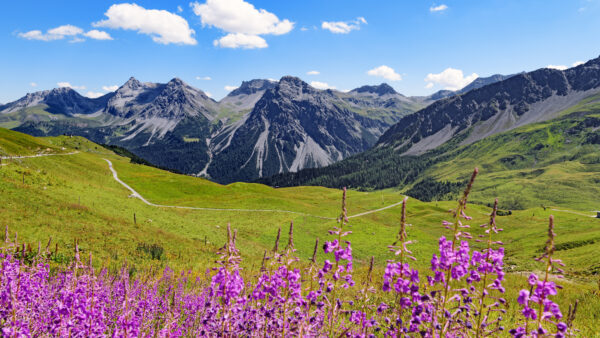 Wallpaper Nature, Wildflowers, Desktop, Landscape, Mountains, Flowers, Mobile, Peaks