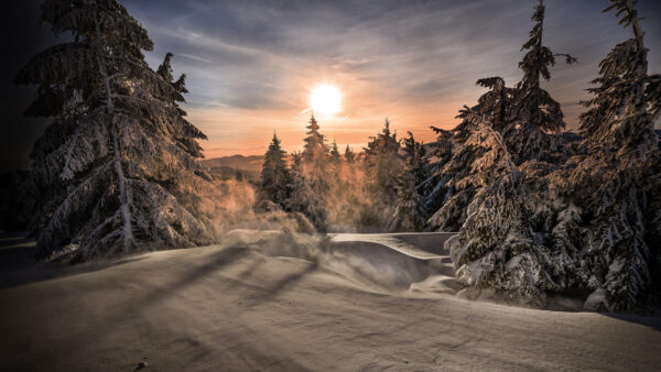 Wallpaper With, Snow, White, Covered, Winter, Sunrise, Mountain, Trees, During