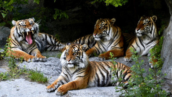 Wallpaper Sitting, Tigers, Are, Rock, Desktop, Mobile, Stones, Animals