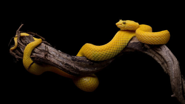 Wallpaper Animals, Background, Snake, Branch, Tree, Yellow, Black