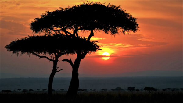 Wallpaper Silhouette, Sunset, Africa, Earth, African
