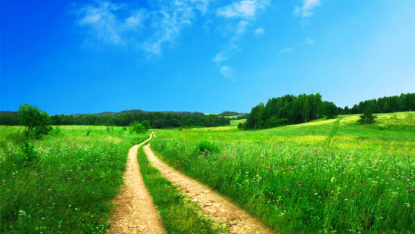 Wallpaper Blue, Pathway, Nature, Under, Meadow, Sky, Desktop