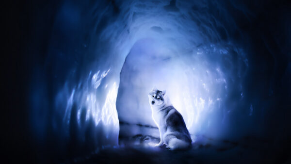 Wallpaper Desktop, Animals, Wolf, Inside, Covered, Sitting, Cave, Snow