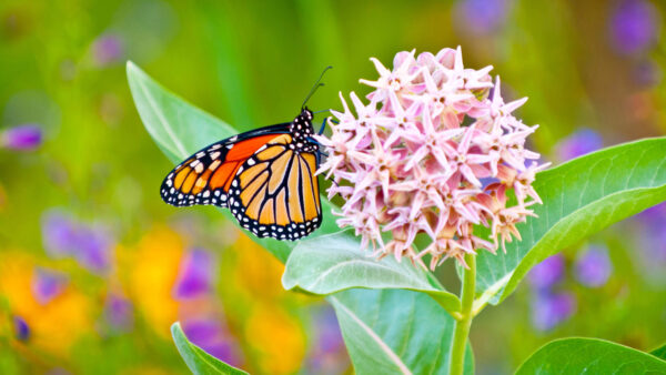 Wallpaper Flower, Black, Orange, Desktop, Butterfly, Milkweed