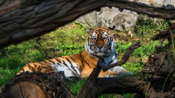 Wallpaper Field, Tiger, Animals, The, Desktop, Sitting, Grass