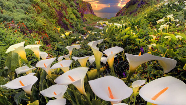 Wallpaper Flowers, Calla, Lily, White, Mountain, Spring, Background
