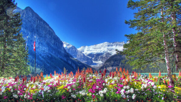 Wallpaper Closeup, White, Covered, Colorful, Plants, Blue, Under, Mountains, Landscape, Sky, View, Flowers, Nature, And