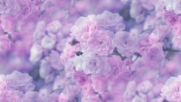 Wallpaper And, Pink, Rose, Flowers, Cherry, White, Desktop, Blossoms