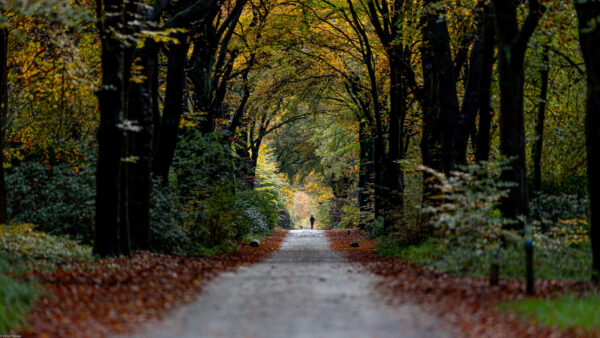 Wallpaper Path, Trees, Autumn, Bushes, Nature, Green, Road, Plants, Mobile, Between, Yellow, Desktop