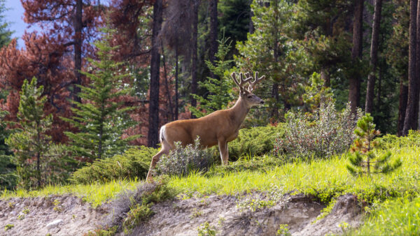 Wallpaper Grass, Green, Trees, Standing, Deer, Forest, Background