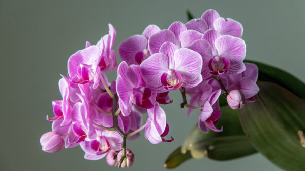 Wallpaper Pink, Flower, Desktop, Orchid