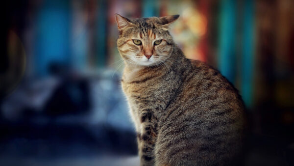 Wallpaper Cat, Shallow, Background, With, Black, And, Yellow, Desktop