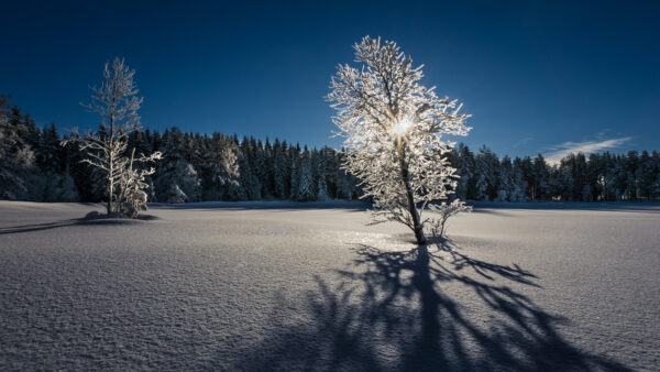 Wallpaper Snow, Field, Winter, Blue, Under, Sunlight, With, Covered, Trees, Sky, Reflection