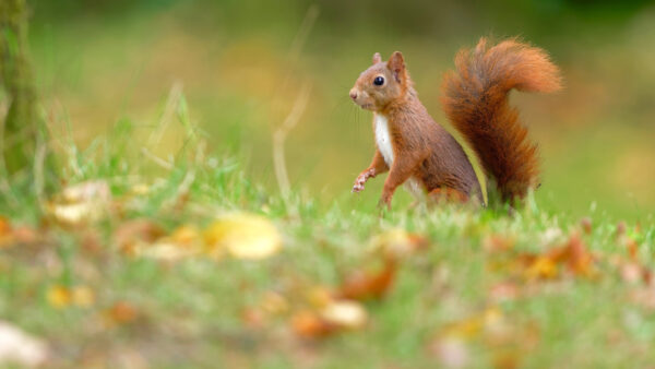 Wallpaper Desktop, Squirrel, Black, Fox, Eyes, With