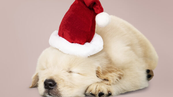 Wallpaper Labrador, Hat, Puppy, Santa, Dog, Retriever, With, Baby