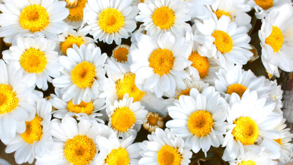 Wallpaper Spring, Daisy, Petaled, Flowers, Yellow, White