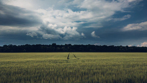 Wallpaper Farm, Green, Trees, Under, Grass, Forest, Nature, Clouds, White, Mobile, Blue, Field, Desktop, Sky, And