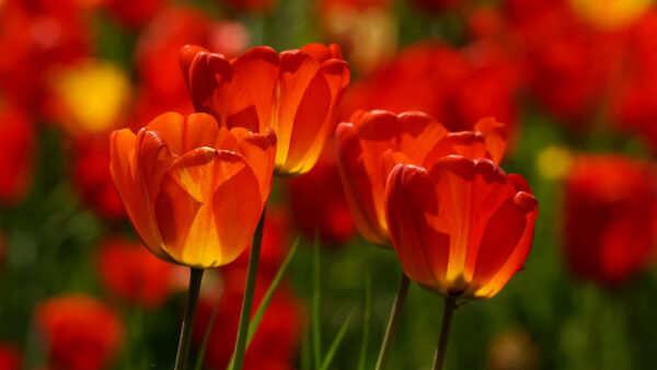 Wallpaper Closeup, Background, Red, Tulip, Flowers, Blur, Desktop, View