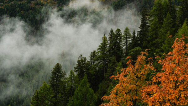 Wallpaper Trees, Desktop, Covered, Fog, Forest, Orange, Green, Yellow, Autumn, Mobile, Beautiful