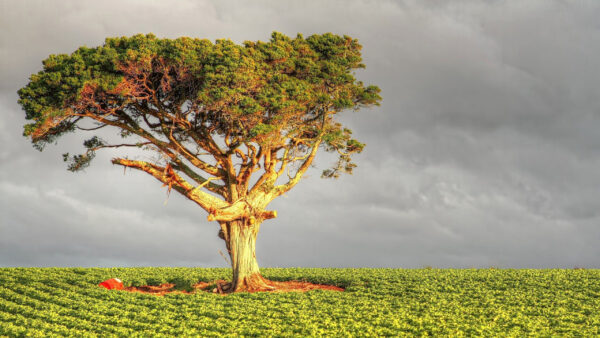 Wallpaper Field, Tree, Grass, Under, Sky, Cloudy, Black, Nature