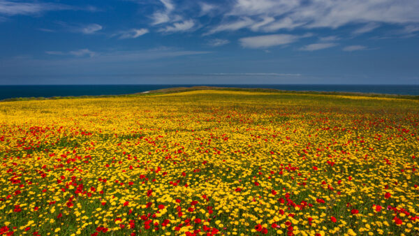 Wallpaper Nature, Yellow, Beautiful, Sky, During, Under, Red, Field, Blue, Flowers, Mobile, Daytime, Clouds, Desktop, White