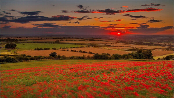 Wallpaper Poppy, Background, Common, Beautiful, Flowers, Sky, Clouds, Red, Black, Field