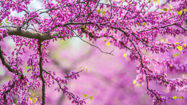 Wallpaper Background, Branches, Blur, Tree, Purple, Flowers