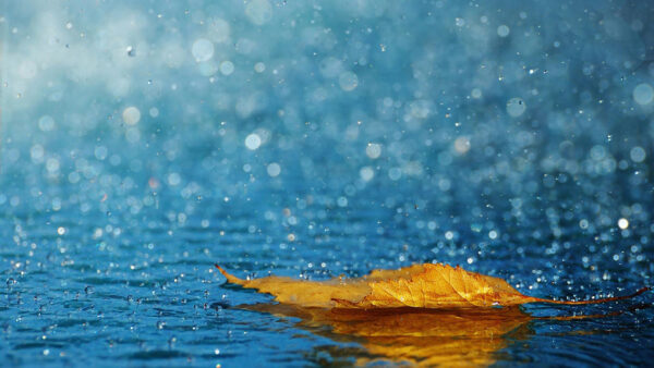 Wallpaper Yellow, Blur, Bokeh, Background, Rain, Fall, Leaf, Blue, Water