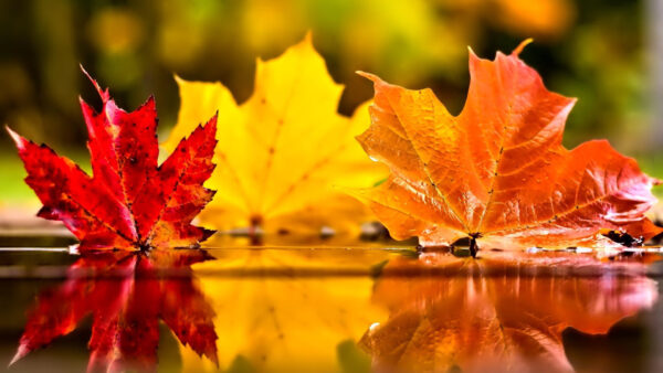 Wallpaper Autumn, Background, Closeup, Blur, Reflection, Water, Colorful, Nature, Leaves
