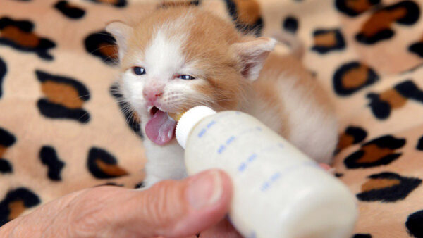 Wallpaper Using, Cute, Brown, Bottle, Mik, Kitten, Cat, Drinking, Feeding