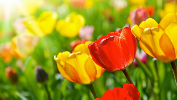 Wallpaper Flowers, Blur, Yellow, Field, Red, Background