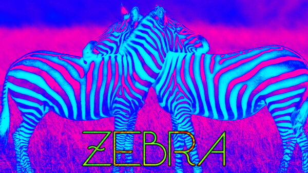 Wallpaper Desktop, Bright, Blue, Trippy, Pink, Zebra