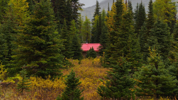 Wallpaper Background, House, Forest, Red, Green, Trees, Mountain, Top, Nature, Surrounded