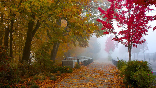 Wallpaper Surface, Red, Gray, Wooden, Leaves, Plants, Trees, Yellow, Autumn, Mist, Green, With