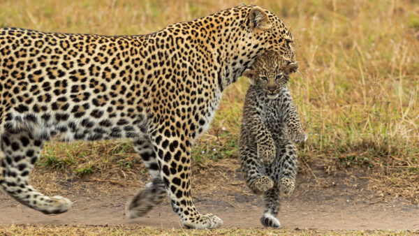 Wallpaper Are, Path, With, Cub, Leopard, Walking