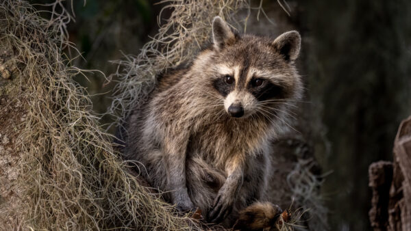 Wallpaper Dark, Raccoon, Dry, Background, Grass, Sitting