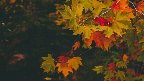 Wallpaper Red, Dark, Green, Background, Yellow, Leaves, Autumn