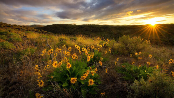 Wallpaper Flowers, Background, Yellow, Sunrays, Arrowleaf, Balsamroot