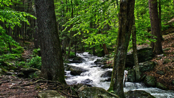 Wallpaper Nature, Water, Daytime, Trees, Forest, Green, During, Stream